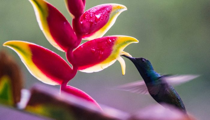 Foto Pedro Negrão_ Minicurso de fotografia de natureza02