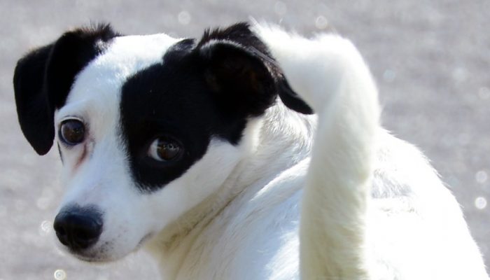 cão