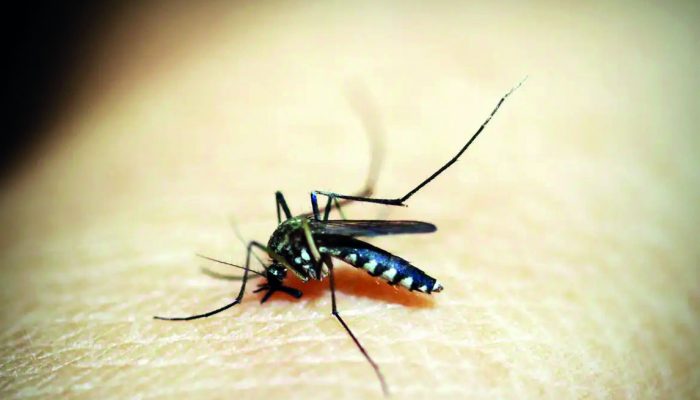 dengue