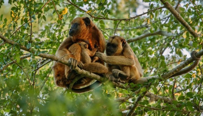 primatas