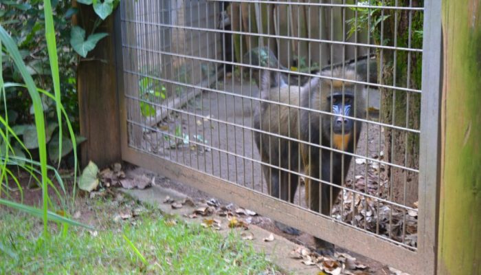 zoologico